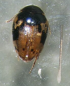 Noteucinetus nunni