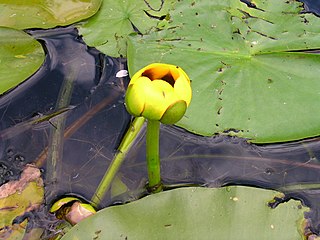 <i>Nuphar <span style="font-style:normal;">×</span> rubrodisca</i> Species of perennial aquatic plant