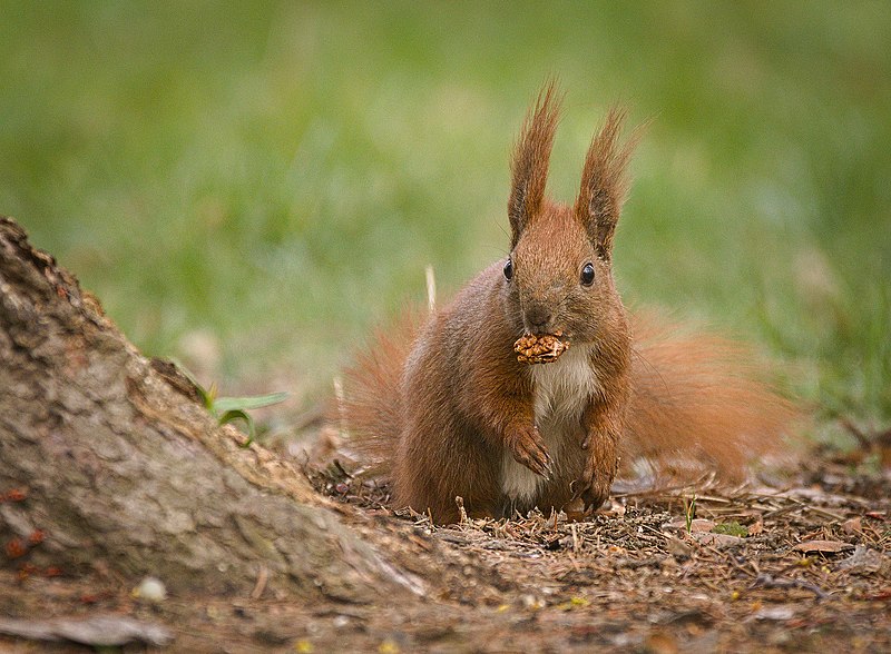 File:Nutty squirrel (explored) - Flickr - hedera.baltica.jpg