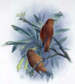 <span class="mw-page-title-main">Oʻahu ʻakepa</span> Extinct species of bird