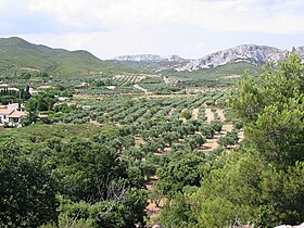 Havainnollinen kuva artikkelista Oliiviöljy Baux-de-Provence-laaksosta