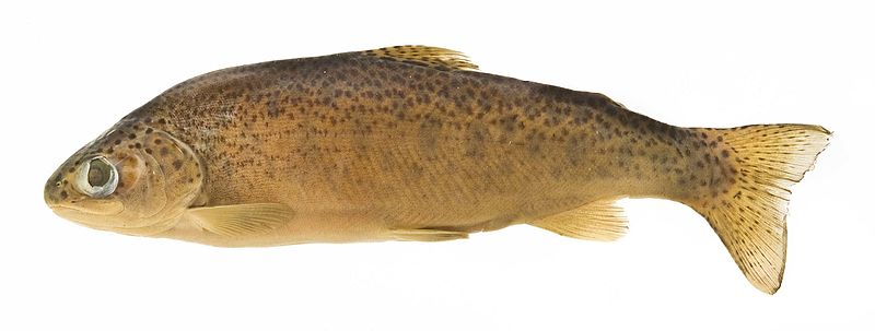 File:Oncorhynchus mykiss SI.jpg