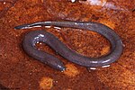 Thumbnail for Amphiuma pholeter