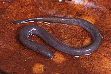 Einphasiges Amphiuma.jpg