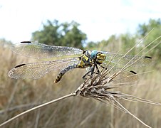 Onychogomphus uncatus.jpg