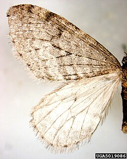 <i>Operophtera bruceata</i> Species of moth