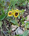 Ophrys lutea Sicily - Zingaro