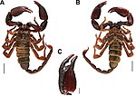 Vignette pour Opisthacanthus diremptus