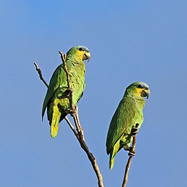 Orange-winged parrots Amazona amazonica tobagensis