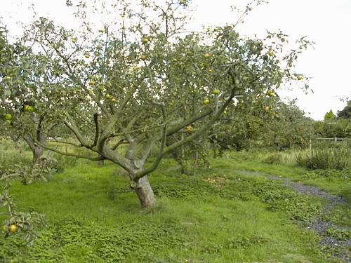 A community apple orchard originally planted for productive use during the 1920s, in Westcliff on Sea (Essex, England), illustrating long neglected trees that have recently been pruned to renew their health and cropping potential Orchard3.jpg