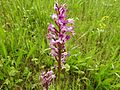 Orchis militaris Germany - Iffezheim, Staustufe