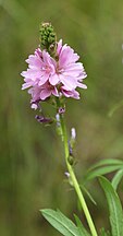 Sidalcea oregana ssp. spicata flowerstalk