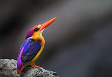 Orienta Dwarf Kingfisher (maskla).jpg