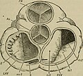 Orifices of the Heart seen from above in An academic physiology and hygiene (1903).jpg
