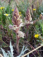 Orobanche amethystea.jpg