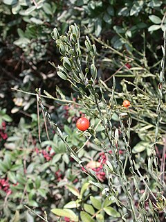 <i>Osyris</i> A genus of flowering plant in the mistletoe family Santalaceae