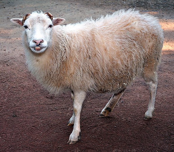 Image: Ovis orientalis aries 'Skudde' (aka)