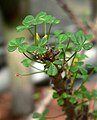 Oxalis gigantea