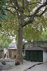 Platanus x hispanica Münchh