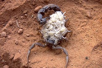 Mère scorpion Parabuthus transvaalicus et sa portée.