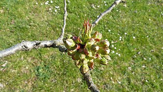 Buds of a cherry tree / Upper Swabia