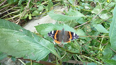 Butterfly Vanessa atalanta in Upper Swabia