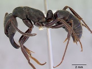 <i>Paltothyreus</i> genus of insects