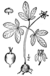 Panax trifolius BB-1913.png