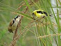 Panicgrass Panicum amarum American Goldfinch.jpg