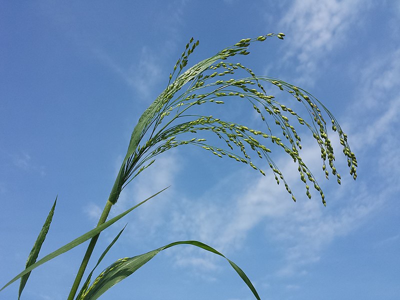 File:Panicum miliaceum subsp. agricola sl26.jpg