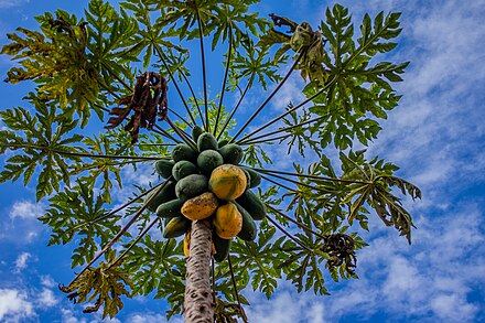 Тропическое дерево 8 букв сканворд. Папайя дерево. Carica Papaya папайя дынное дерево. 9. Дынное дерево (папайя).. Новая Гвинея дынное дерево.