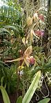 Paphiopedilum rothschildianum OrchidsBln0906a.jpg