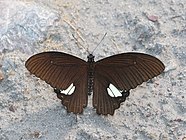 Papilio castor mâle, vue dorsale