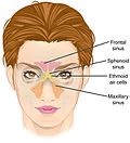 Vignette pour Sinus ethmoïdal