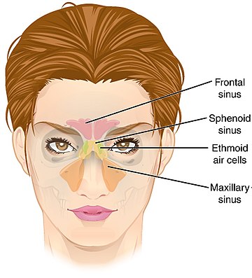 Ethmoid sinus