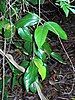 green vine plant