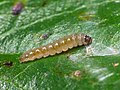 Parornix anglicella, larva. (5093612098).jpg