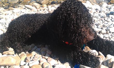 at what age is a cantabrian water dog full grown