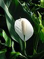This photograph is of a peace lilly in the Spathiphyllum genus, though I am not sure what species it is or if it is a variety of several.