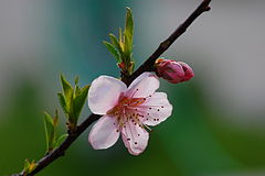 Peach flower.jpg
