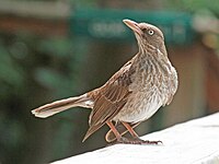 Thrasher, Pearly-eyed Margarops fuscatus