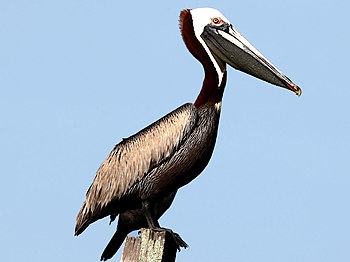 Brown pelican near the lighthouse