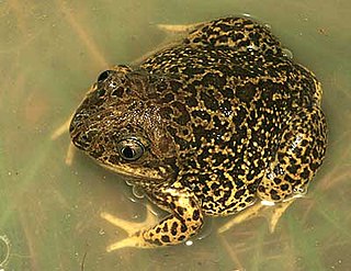 Pelobatoidea Superfamily of amphibians