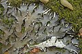 Peltigera polydactylon group