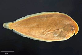 Peltorhamphus tenuis