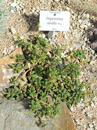 <i>Peperomia nivalis</i> Species of plant