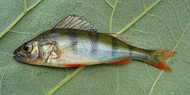 Речной окунь (Perca fluviatilis) — типовой вид типового рода семейства — Perca