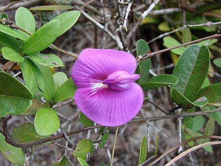 Periandra pujalu