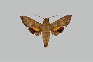 <i>Perigonia manni</i> Species of moth