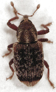 <i>Peristoreus</i> Genus of beetles